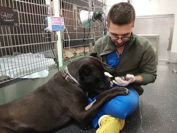 Veterinaer mit Hund in Klinik