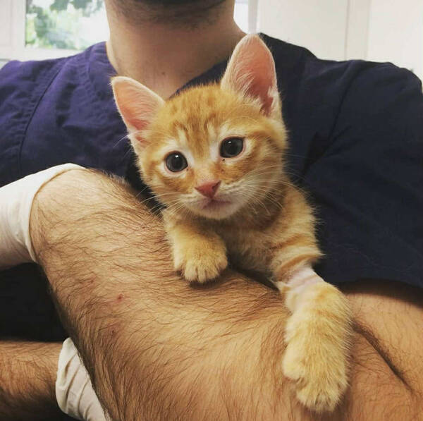 Tierarzt haelt kleines Kaetzchen