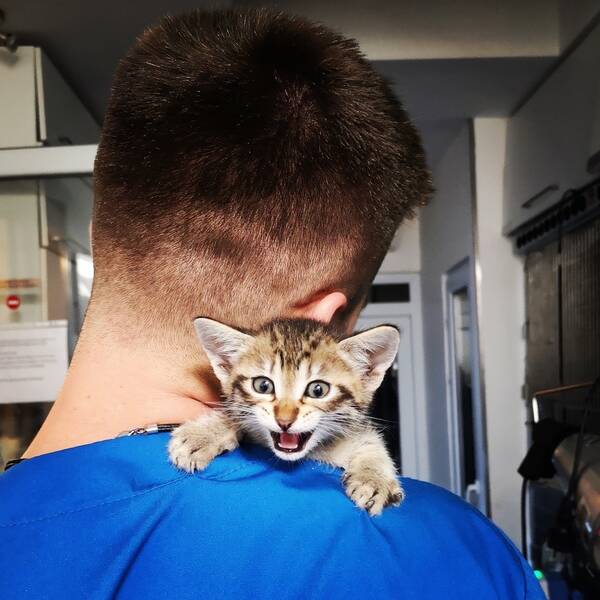 Kaetzchen auf Schulter