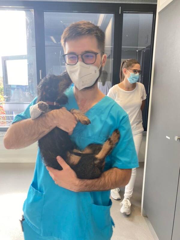 Welpe in Betreuung beim Tierarzt